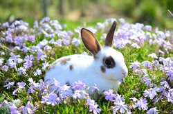 Young mini rex rabbit in blue creeping phlox flowers