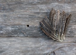 feathers of a bird on a wooden table
