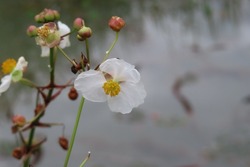 Sagittaria sagittifolia, Oldworld Arrow-head flower