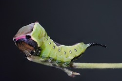 puss moth caterpillar ( Cerua vinula )