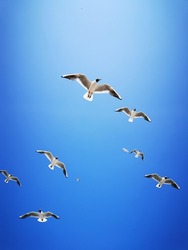 flock of seagulls in the blue sky
