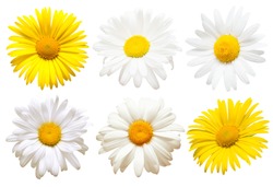 Collection of creative daisies flowers isolated on white background. Flat lay, top view. Floral pattern, object