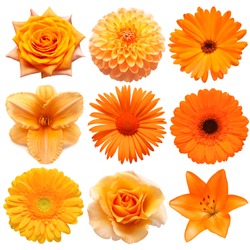 Collection beautiful head orange flowers of gerbera, hemerocallis , rose, dahlia, chrysanthemum, calendula, lily isolated on white background. Beautiful floral delicate composition. Flat lay, top view