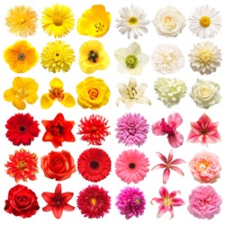 Big collection of various head flowers yellow, pink, white and red isolated on white background. Perfectly retouched, full depth of field on the photo. Top view, flat lay