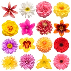 Collection flowers alpine aster, rose, iris, lily, gerbera, dahlia, cyclamen, narcissus, daisy isolated on white background. Creative spring composition, Easter, Valentine's Day. Flat lay, top view
