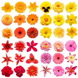 Big collection of various head flowers yellow, orange, pink and red isolated on white background. Perfectly retouched, full depth of field on the photo. Top view, flat lay