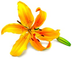 Yellow lily flower with buds isolated on a white background. Flowers resembles a starfish