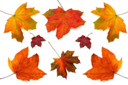 Collection of maple leaves isolated on white background