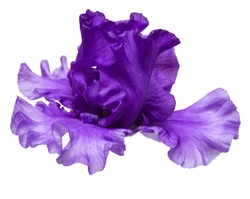 Blooming iris flower isolated on white background. Summer. Spring. Flat lay, top view. Love. Valentine's Day