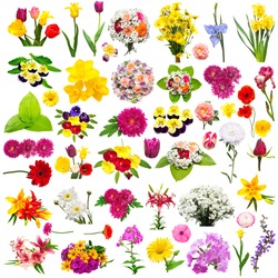 Flower set with roses, chamomiles, chrysanthemum, iris, gerbera, lavatera, lily, phlox, pansies and other isolated on white background. Summer, flora, spring. Plants. Assorted. Flat lay, top view