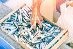 Fisherman hand catching fresh sardine fish from box at harbour market - Man selling pilchard from the fishing boat at port dock