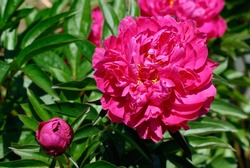 Peony 'Kansas' with double magenta red flower