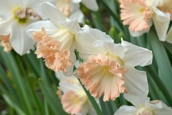 Narcissus 'British Gamble'is a large-cupped daffodil (Div. 2) with white crown and pink cup