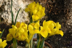 Iris danfordiae is a bulbous iris species with yellow flowers