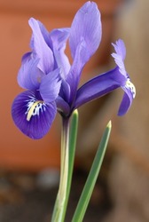 Iris reticulata 'Pixie' is a bulbous iris with lilac flowers, spring flowering