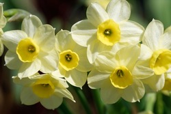 Narcissus 'Minnow' is a tazetta-daffodil (Div. 8) with white crown and yellow cup