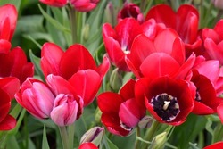 Tulipa 'Fiery Club' is a single late tulip (Div. 5) with red flowers