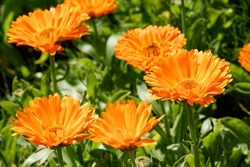 Calendula officinalis 'Candyman Orange' is a Pot Marigold with orange flowers