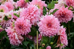 Dahlia 'Otto's Thrill' is a decorative dahlia with pink flowers