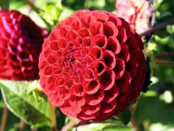 Dahlia 'Black Tucker' is a Pompon Dahlia with red flowers
