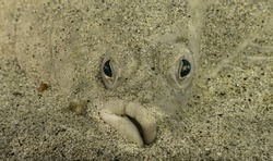 Plaice camouflaged at the bottom of a beach
