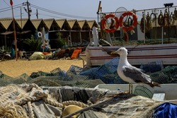 big seagull on fisherman's net