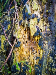 Beautiful bark pattern  ,nature background images. Photo of a tree trunk, Bark destroyed by weather, weathered tree trunk surface, Artistic and aesthetic weathered tree trunk pattern 