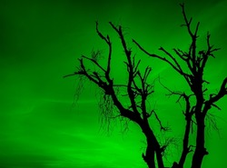 Leafless dry black tree with spooky dark green sky. scary horror tree nature background for Halloween theme