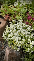 beautiful little white flowers from Sweet Alyssum a rock garden plant in terracotta pot