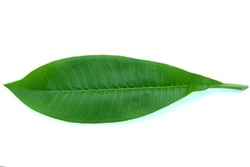 frangipani leaves are single leaves, thick, tough, light green to dark green leaves. There is a vein in the middle of the leaves branching out like a feather.
