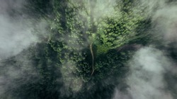 Aerial view of misty forest. Top view of dirt road running through pristine spruce forest in foggy morning. Green nature background of fir-tree tops