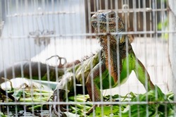 Iguana light brownish green color in a cage