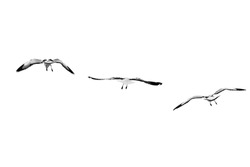 Group of birds flying on clear sky (Black and White), Isolated on white background