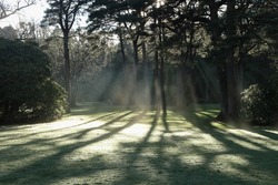 Volumetric lighting on a crisp winter morning. God Rays seen coming through the trees as the frost on the grass turns to vapour