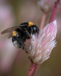 Bumblebee collects nectar from a flower