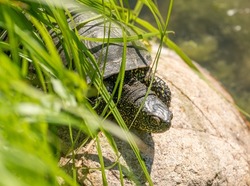 European Pond Turtle hiding behind grass - only head shows. Enjoys  the sun