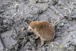 The concept of the destruction of nature, climate change, environmental disasters, animal protection. Exhausted animal hedgehog on the lifeless land with traces of the tread, selective focus.