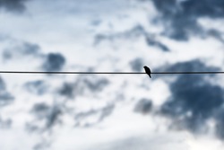 A picture of a small bird perched on a wire With a cloudy background in the sky Conveys loneliness and minimalist style