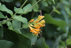 Blooming yellow honeysuckle Bush. Lonicera japonica, known as Japanese honeysuckle and golden and silver honeysuckle 