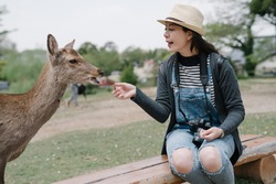 portrait girl with camera resting on bench in nara park is giving grass to the gentle deer. asian female tourist wearing hat is luring the wild animal with food. 