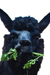 The llama (Lama glama) is a domesticated South American camelid, widely used as a meat and pack animal by Andean cultures since the Pre-Columbian era.