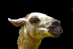 The llama (Lama glama) is a domesticated South American camelid, widely used as a meat and pack animal by Andean cultures since the Pre-Columbian era.