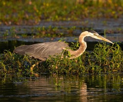 Photograph of a Great Blue Heron hunting at the Salt River in Arizona.