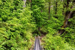 Wood suspension bridge in the middle of a lush forest on the Routeburn track, New Zealand
