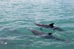 Beautiful dolphins swimming in the ocean