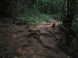 Muddy path through dark jungle with tree roots growing along the walkway