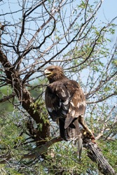 Greater spotted eagle or spotted eagle or Clanga clanga portrait with a spiny tailed lizard kill sitting on tree branch with blue sky in background at tal chhapar sanctuary rajasthan India