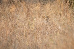 Indian leopard or panther camouflage in grass at ranthambore national park india