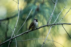 Himalayan bulbul or white cheeked bulbul bird portrait in natural green background at foothills of himalaya uttarakhand india