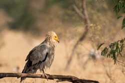 Egyptian vulture or Neophron percnopterus bird portrait at jorbeer conservation reserve bikaner rajasthan India